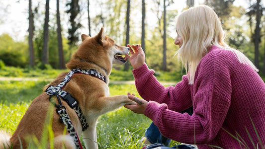 Pet-Proofing Your Home: Essential Tips for Pet Owners